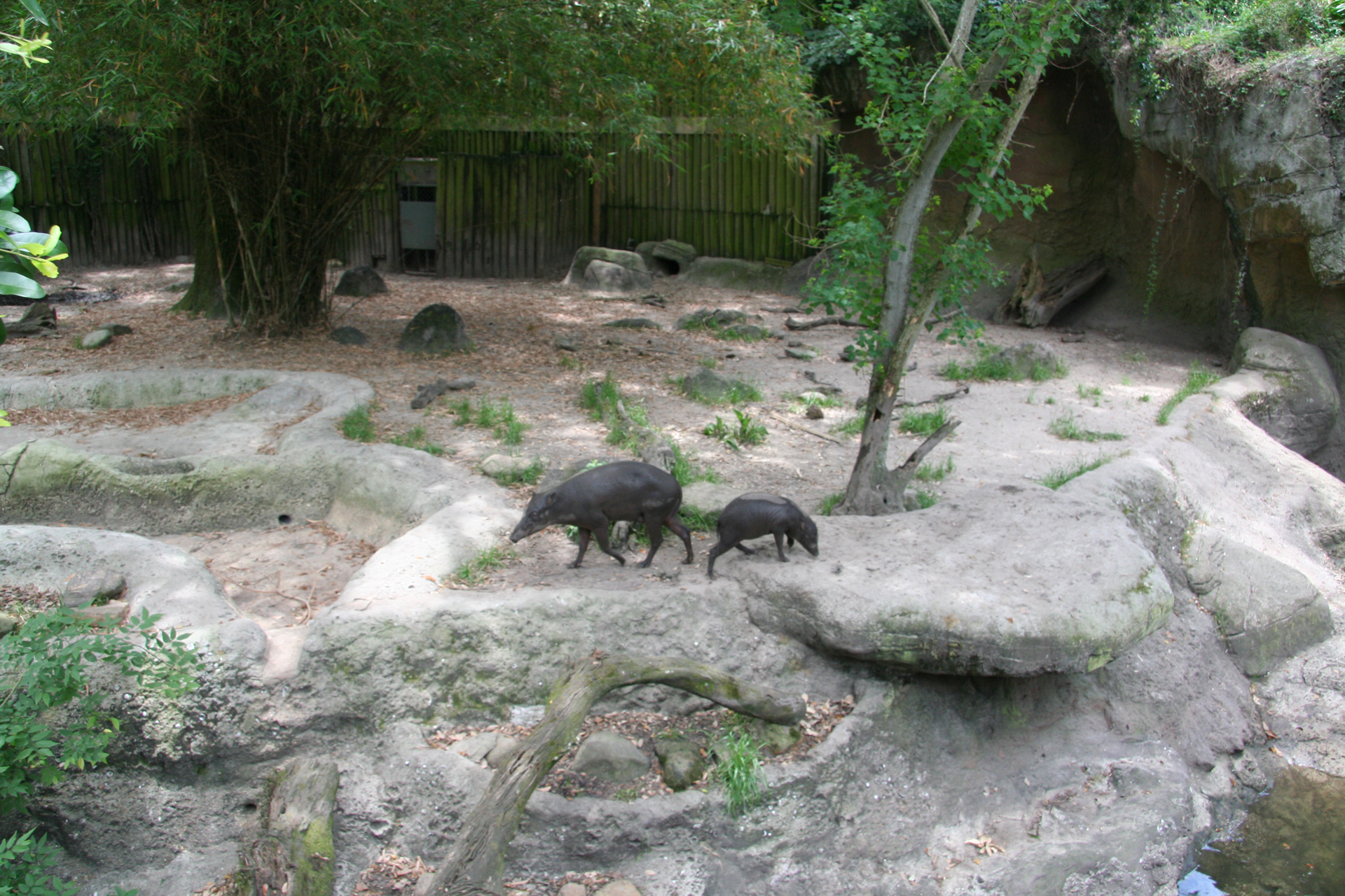 Hirscheber mit Jungtieren/Babirusas with offspring